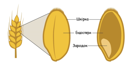 Структура зерна пшениці