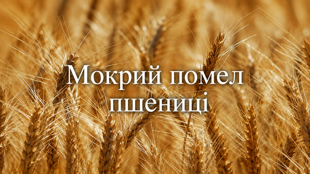 Мокрий помел пшениці